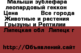 Малыши эублефара ( леопардовый геккон) › Цена ­ 1 500 - Все города Животные и растения » Грызуны и Рептилии   . Липецкая обл.,Липецк г.